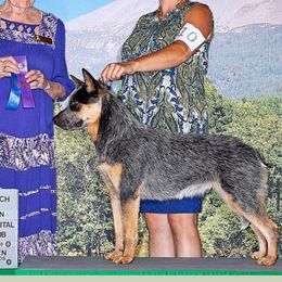 Australian Cattle Dogs from Rocking P Ranch