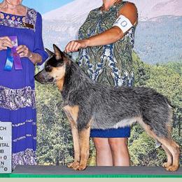 Australian Cattle Dogs from Rocking P Ranch