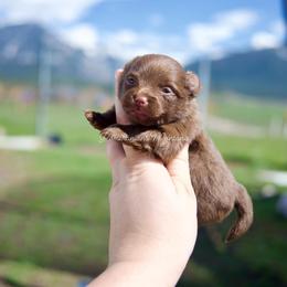 Lily - Chocolate female Pomeranian puppy in Saint Ignatius, Montana from Pomeranians Montana