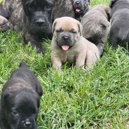 Black collar male - Gray and fawn male Cane Corso puppy in Westerville, Ohio from Elite Empire Cane Corso