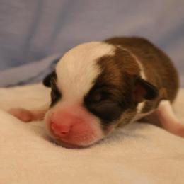 Smooch - Sable male Pembroke Welsh Corgi puppy in Arcanum, Ohio from Weissway Corgis