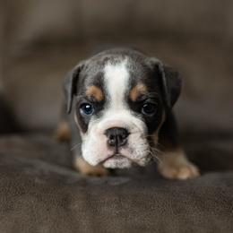 Bulldog Puppies from Lunsford Bulldogs