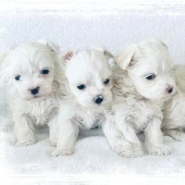 Maltese Puppies from Rockin Rivers AKC Maltese & Malshi's