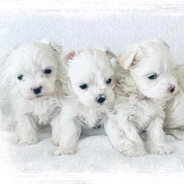 Maltese Puppies from Rockin Rivers AKC Maltese & Malshi's