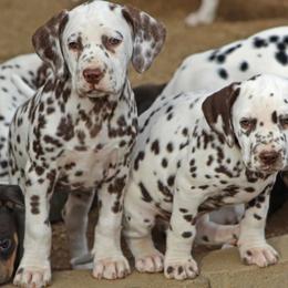 Dalmatian puppies from Bully Market