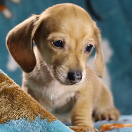 Dachshund All Grown Up from Gryphon Lane Dachshunds