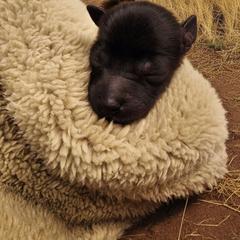 Kura - Slate male Xoloitzcuintli puppy in Atwater, California from Cen Cal Xoloitzcuintle