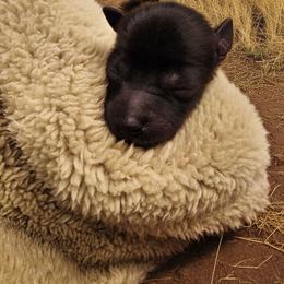 Kura - Slate male Xoloitzcuintli puppy in Atwater, California from Cen Cal Xoloitzcuintle