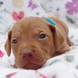 Pup male 4 blue-white - Golden rust male Vizsla puppy in New London, Iowa from Circle Bar J