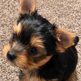 Oscar - Blue and gold male Yorkshire Terrier puppy in Hot Springs, Arkansas from Weslynn Kennels