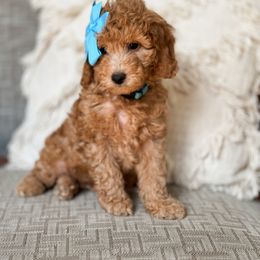 Goldendoodle Puppies from Glittering Grace Goldendoodles