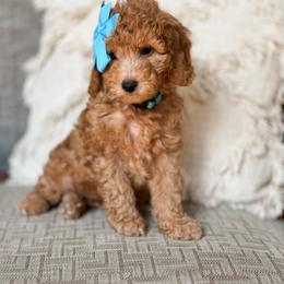 Goldendoodle Puppies from Glittering Grace Goldendoodles