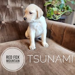 Tsunami - Yellow female Labrador Retriever puppy in Robesonia, Pennsylvania from Red Fox Mountain