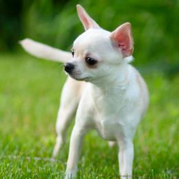 Sheldon - Cream and white male Chihuahua puppy in Niagara County, New York from Coolballow Chihuahuas