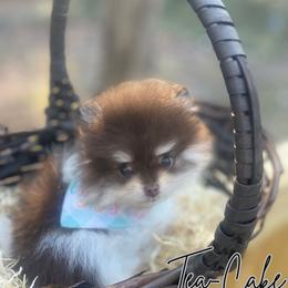 Mayson - Tri-colored Pomeranian puppy in Eastover, North Carolina from Tea-Cake Pomeranians of The Carolinas