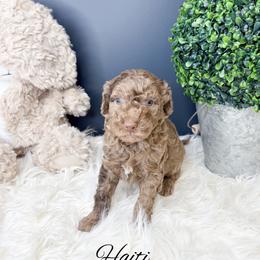 Haiti - Merle male Goldendoodle puppy in from Pink Poodles and Doodles
