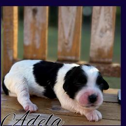 Adela - Black and white female Cocker Spaniel puppy in Clinton, Oklahoma from Enchanted Spaniels
