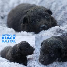 Louisville - Black male Mudi puppy in Gatlinburg, Tennessee from Greenbrier