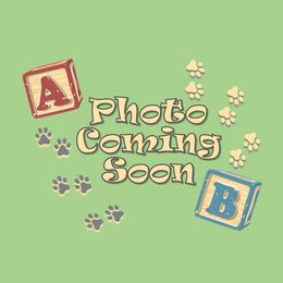 AKC Sassy - Blenheim Cavalier King Charles Spaniel puppy in Louisville, Kentucky from Ali-Mae Cavaliers