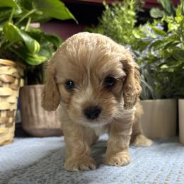 Aspen - Apricot male Cavapoo puppy in Grove, Oklahoma from Rocky Oak Cavaliers & Biewer Terriers LLC
