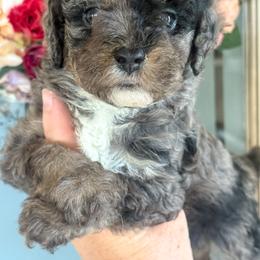 Ariat - Blue merle female Aussiedoodle puppy in Granbury, Texas from Triple Cross Doodles