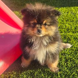 Hazelnut - Black and tan male Pomeranian puppy in Buckeye, Arizona from BL Poms Heaven
