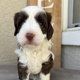 Girl 1 - Chocolate female Australian Labradoodle puppy in Sacramento, California from Delta Breeze Labradoodles