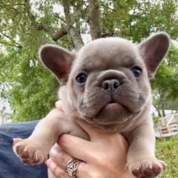 Blue Fawn Boy ( Nebula and Saga) - Fawn male French Bulldog puppy in Gulf Breeze, Florida from SW Frenchies