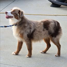 CH2 ILL Sand In My Boots - Red merle male Toy Australian Shepherd puppy in Leighton, Alabama from Isbell Land & Livestock, LLC