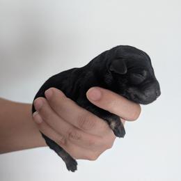 Black - Black and silver male Miniature Schnauzer puppy in Thomasville, North Carolina from J&J's Future Horizons Kennel