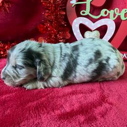 Pablo - Gray (blue) and cream male Dachshund puppy in Lincoln, Arkansas from Red Dirt Dachshunds
