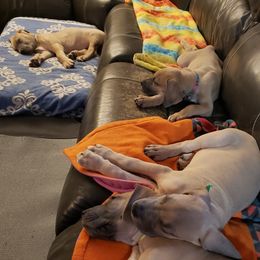 Great Danes from In The Ruff Great Danes