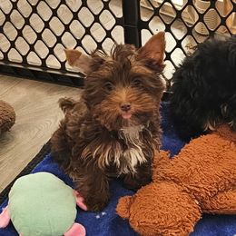 He is adorable loves to play sweet personality.  He will be your new best friend.  Hes ready for his new home.  He is a dark chocolate yorkie with big golden brown eyes. - Chocolate and tan male Yorkshire Terrier puppy in Dayton, Ohio from Precious Yorkie Babies