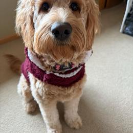 Cavalier King Charles Spaniel, Cavapoo, Goldendoodle, and Poodle All Grown Up from Harvest Creek