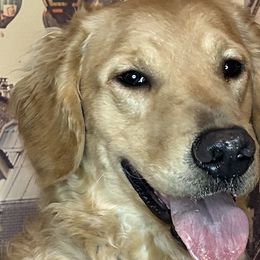 Brock - Golden Retriever