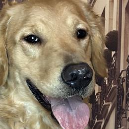Brock - Golden Retriever