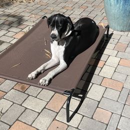 Luna - Great Dane