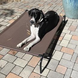 Luna - Great Dane