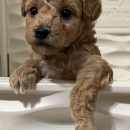 Maltipoo Puppies from Sheryls Puppies