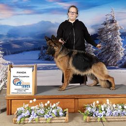 panda - German Shepherd