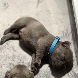 French Bulldog Puppies from The Frenchie Ravine Connection LLC