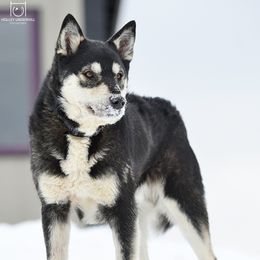Jaska - Lapponian Herder