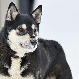 Jaska - Lapponian Herder