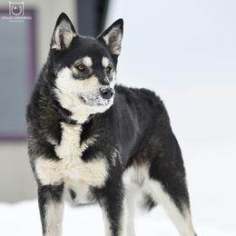 Jaska - Lapponian Herder