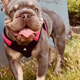 Moon - French Bulldog