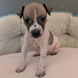 Saguaro - Red and white female American Hairless Terrier puppy in Phoenix, Arizona from Bare Valley