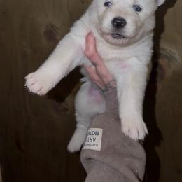 Boy 2 - White male Siberian Husky puppy in Iron River, Wisconsin from Wiemeri Siberians