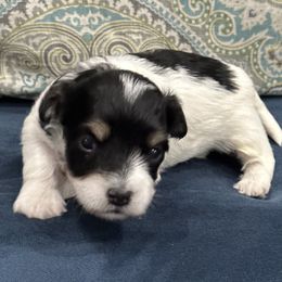 George - Black and white Havanese puppy in Manteca, California from Once Upon A Havanese