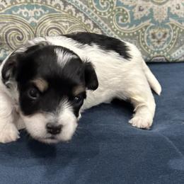 George - Black and white Havanese puppy in Manteca, California from Once Upon A Havanese