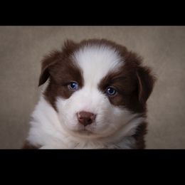 Australian Shepherd puppies from Wiggle Butt Inn LLC